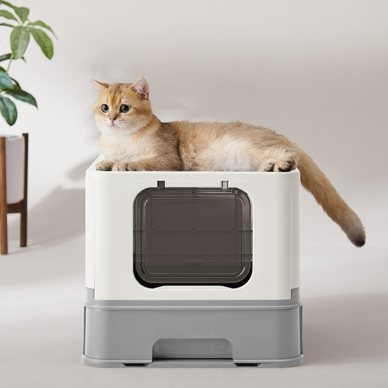 Wayfair shops cat litter